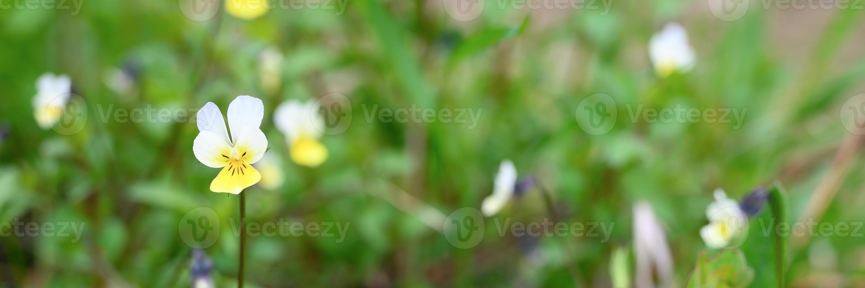 Viola arvensis flor en plena floración foto