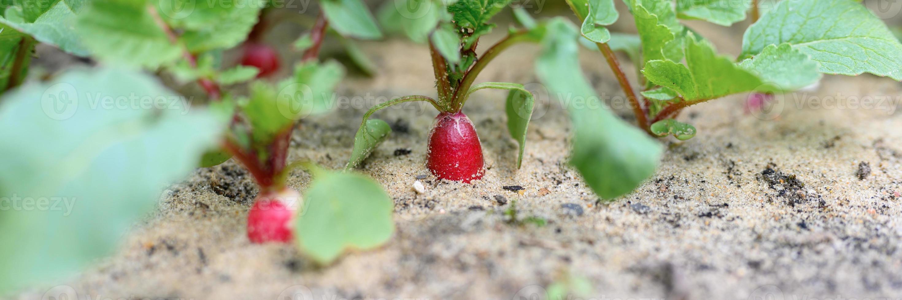 Young radishes growing in a bed in the garden photo
