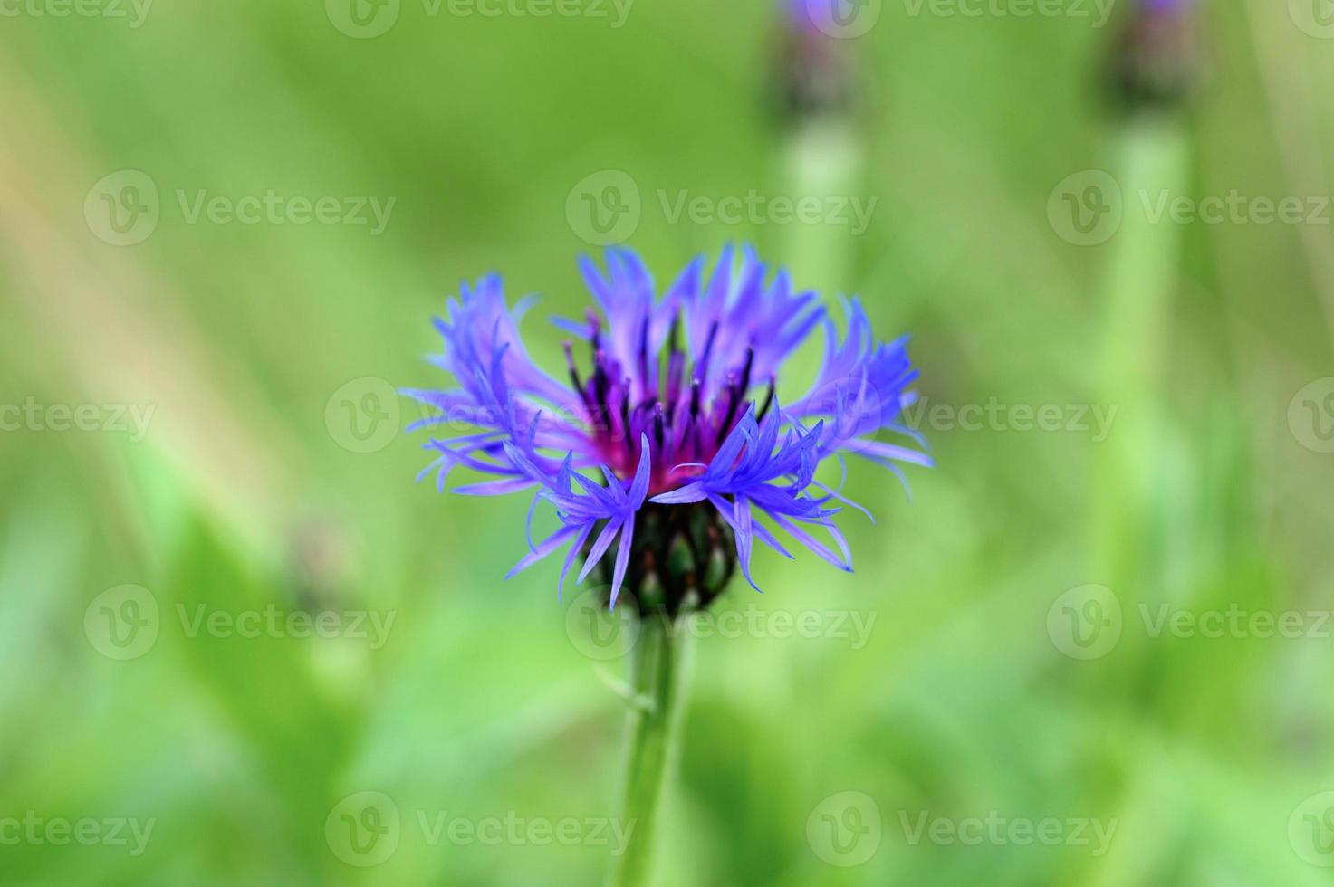 Wild cornflower field with herbs and blue purple flowers photo