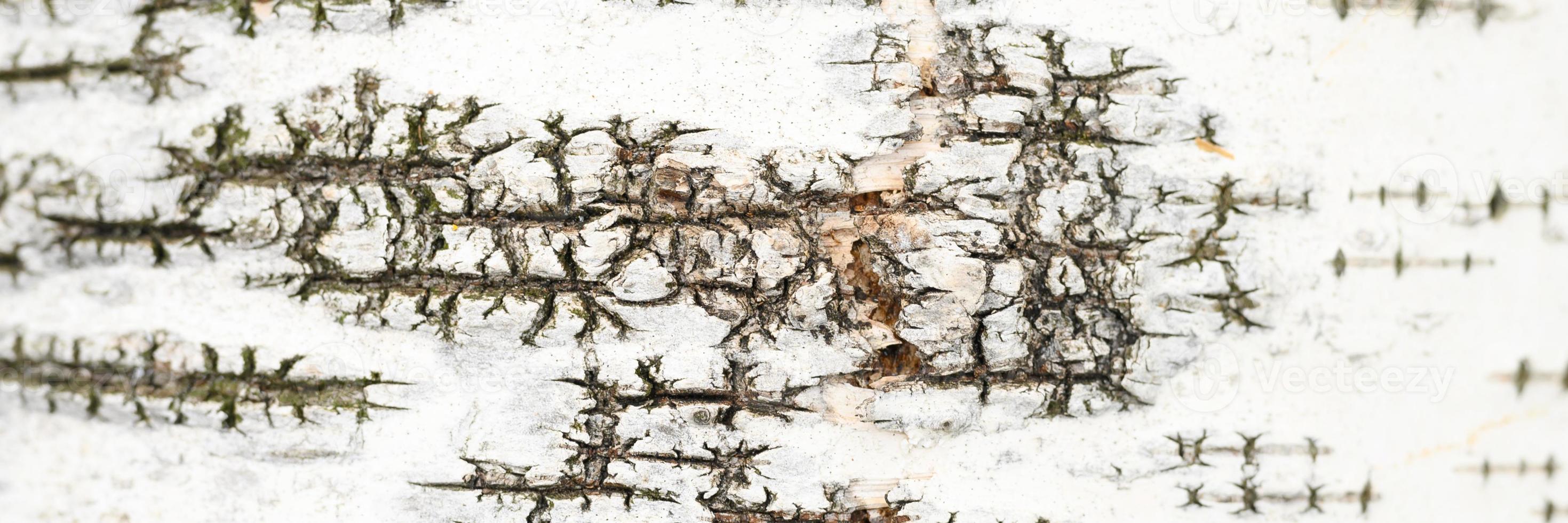 Birch bark tree background photo