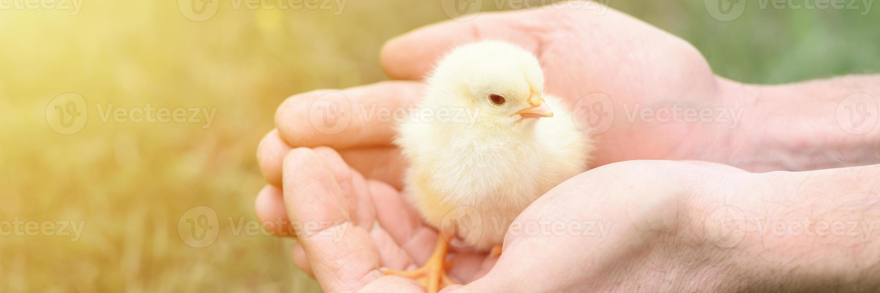 Pequeño y lindo pollito amarillo recién nacido en manos masculinas del agricultor sobre fondo de hierba verde foto