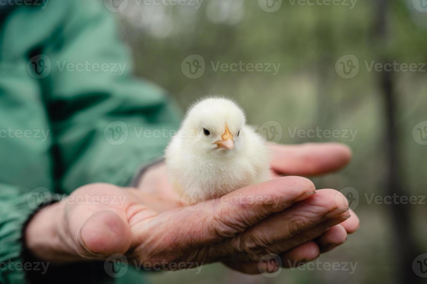 Cute little tiny newborn yellow baby chick in hands of elderly senior woman farmer on nature background photo