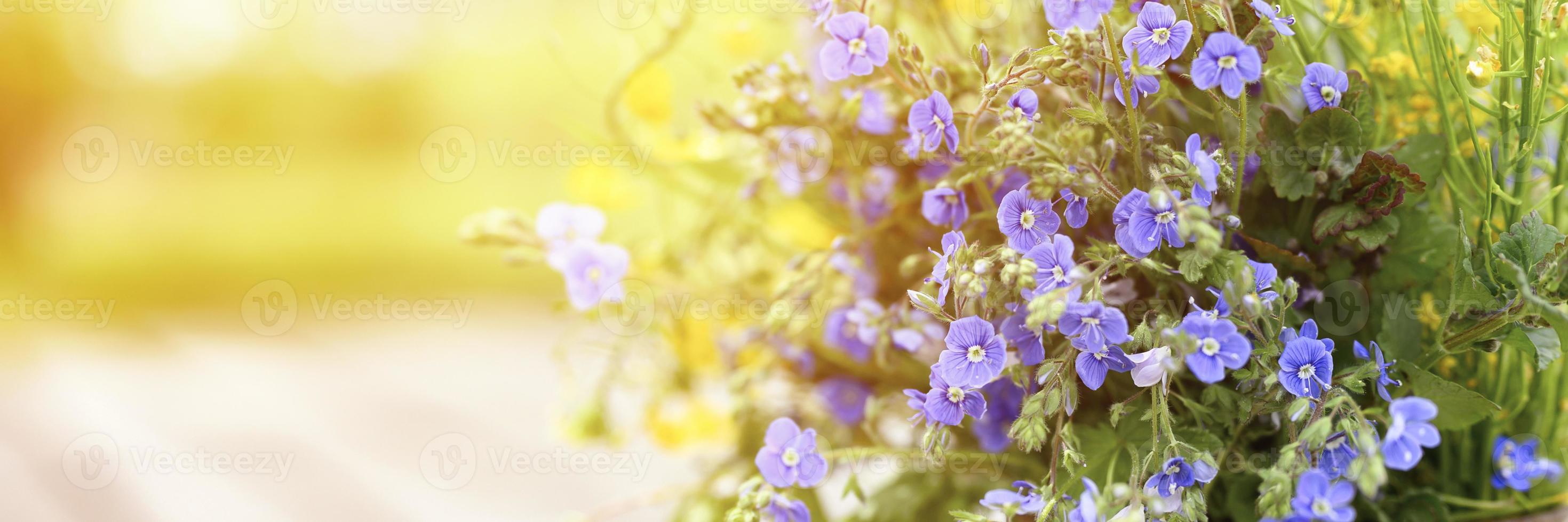 A bouquet of wildflowers of forget-me-nots, daisies and yellow dandelions in full bloom in a rustic jar photo