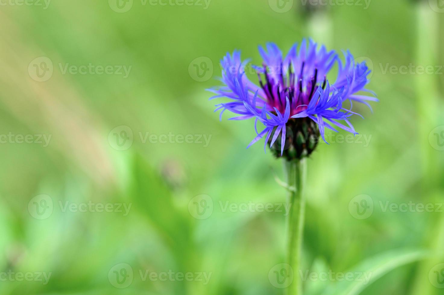 Purple cornflower flower photo