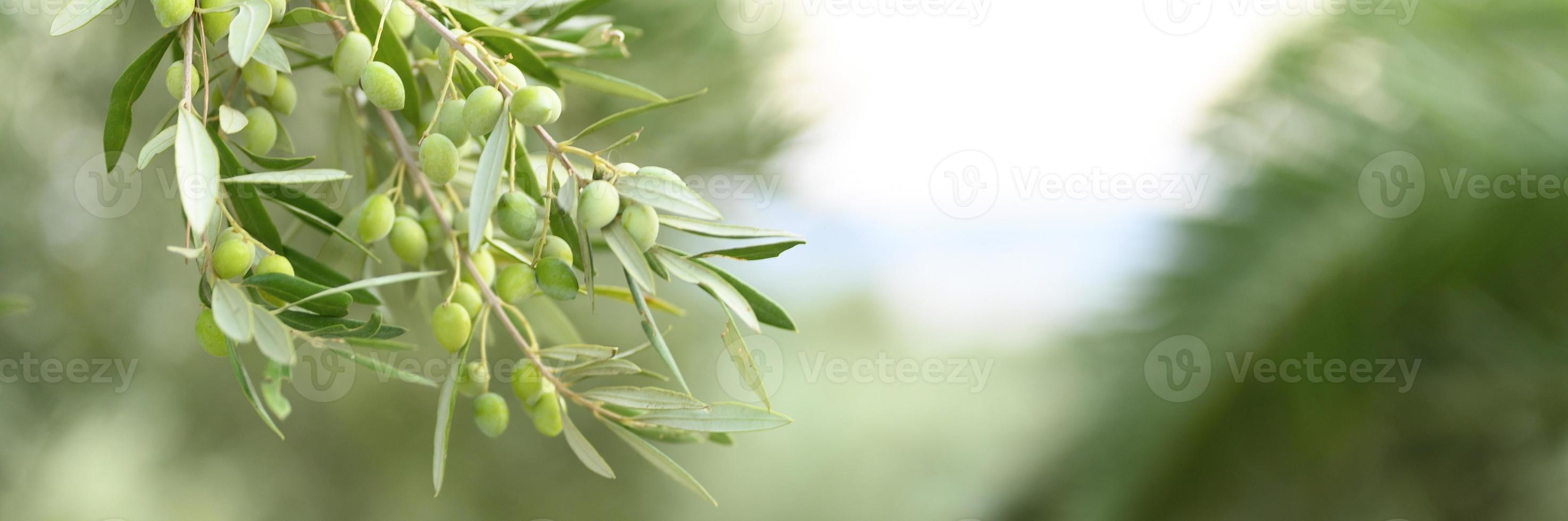 Aceitunas verdes que crecen en una rama de olivo en el jardín foto