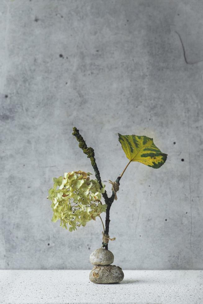 Still life hydrangea on concrete background photo