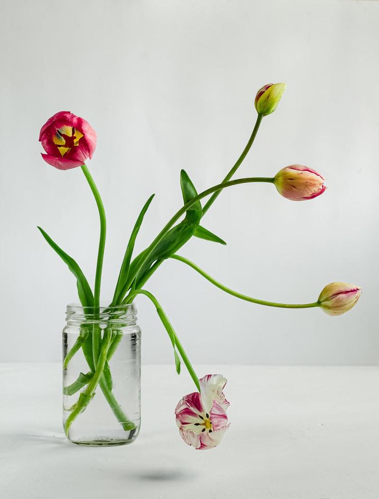 Tulipanes con tallos rizados en frasco de vidrio sobre fondo blanco. foto