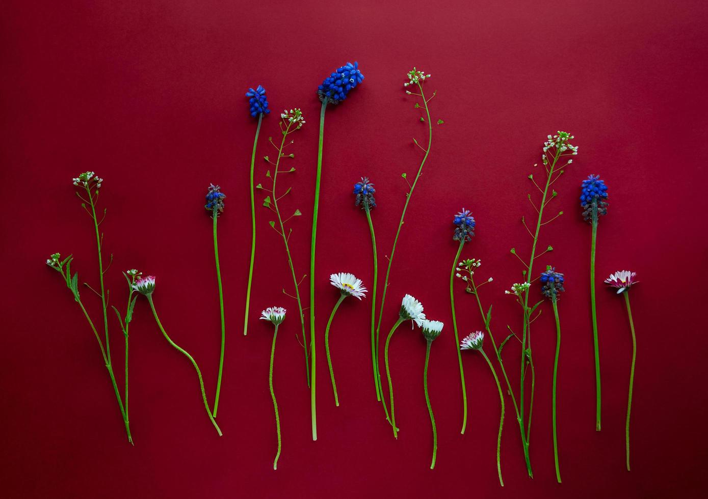 arreglo floral flatlay de pequeñas margaritas y muscari sobre fondo rojo oscuro foto