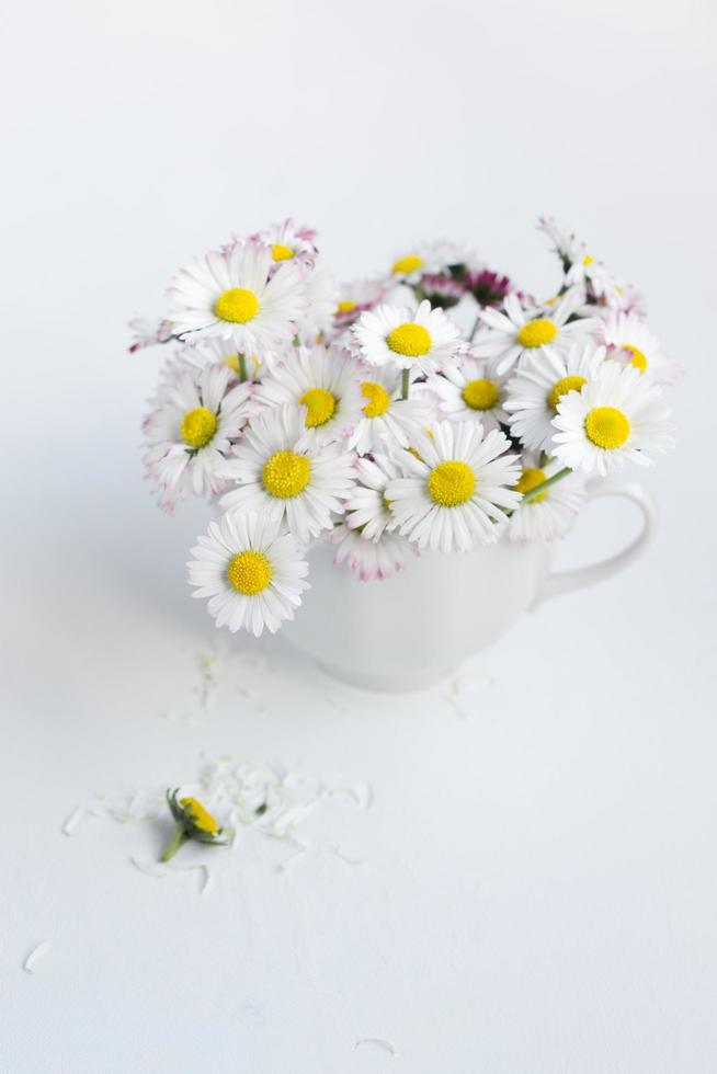 Ramo de margaritas comunes en la taza de té blanco sobre fondo blanco. foto