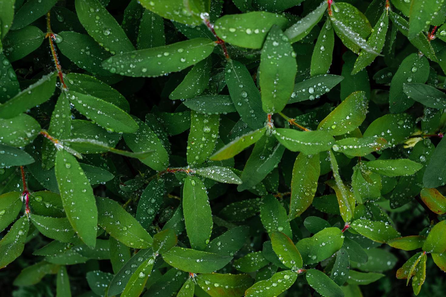 Honeysuckle leaves with raindrops photo