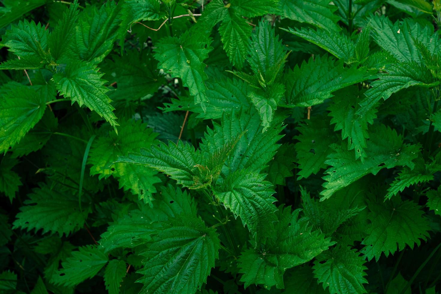 Green nettles shrub photo