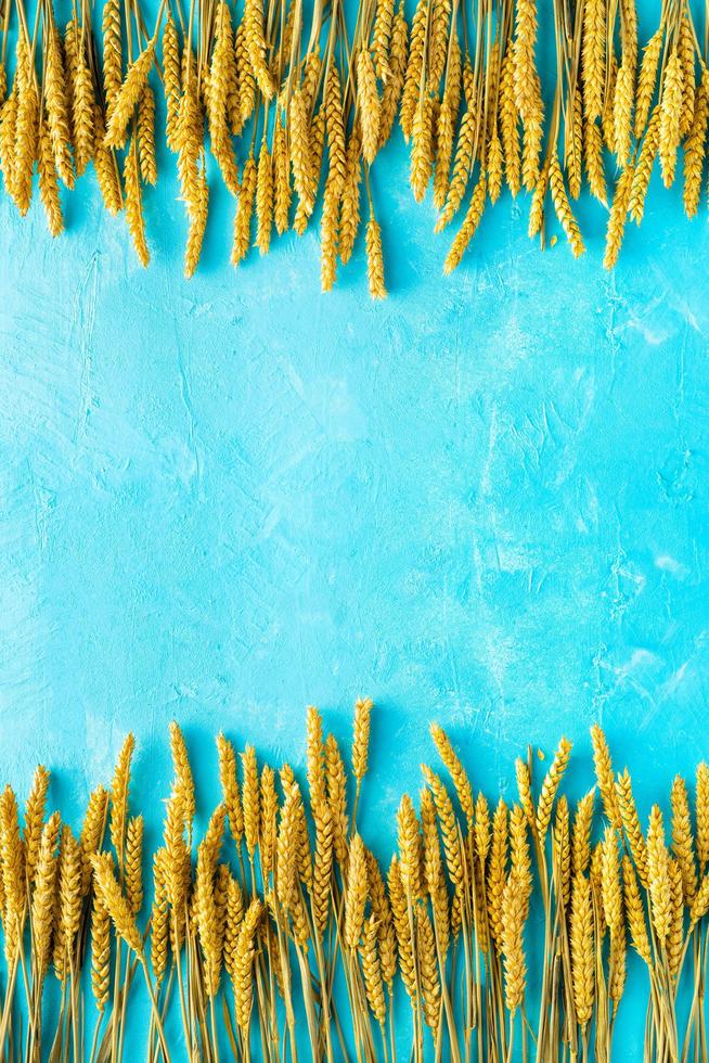 Yellow spikes of wheat on blue background sky mockup photo