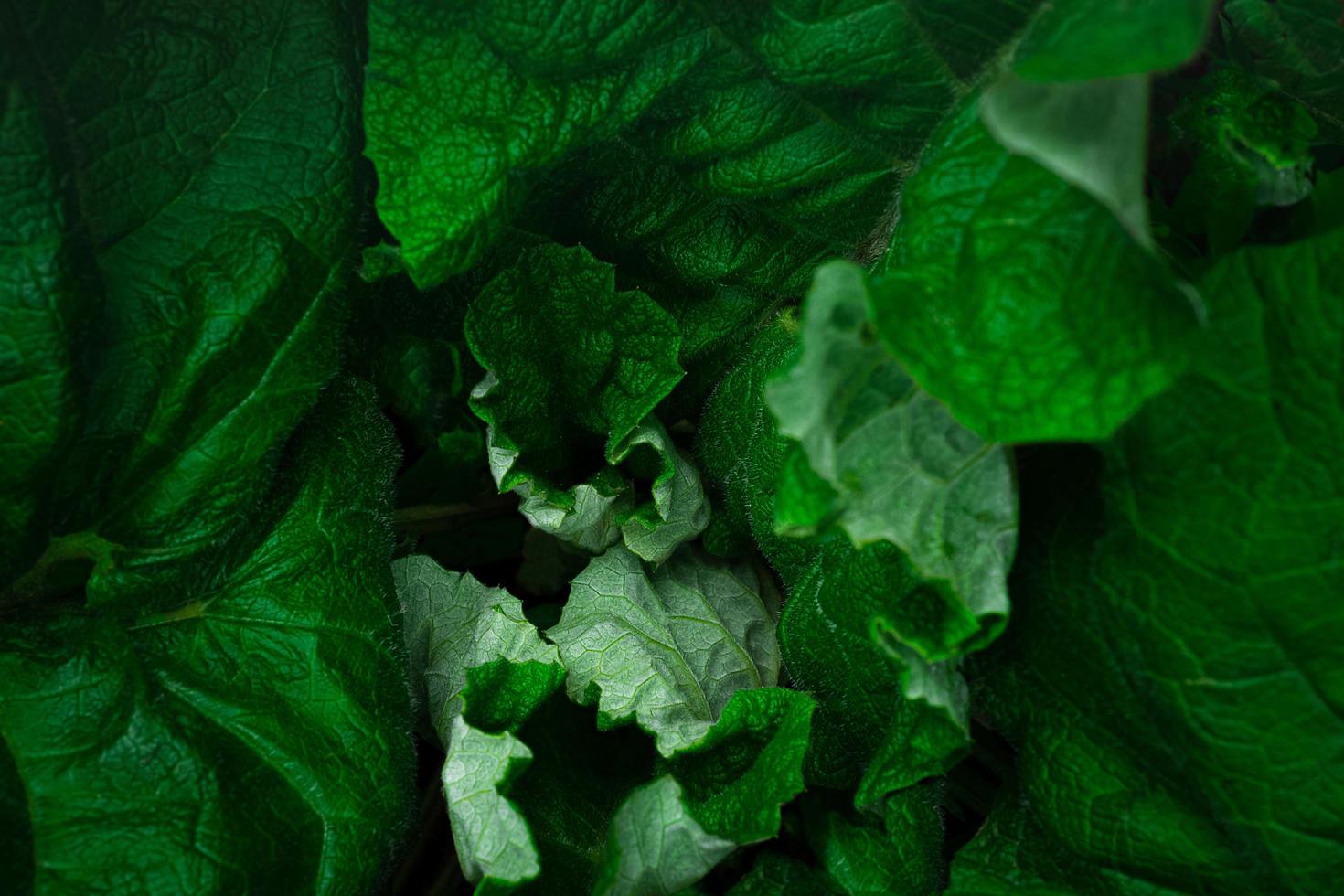 Texture of giant burdock leaves photo