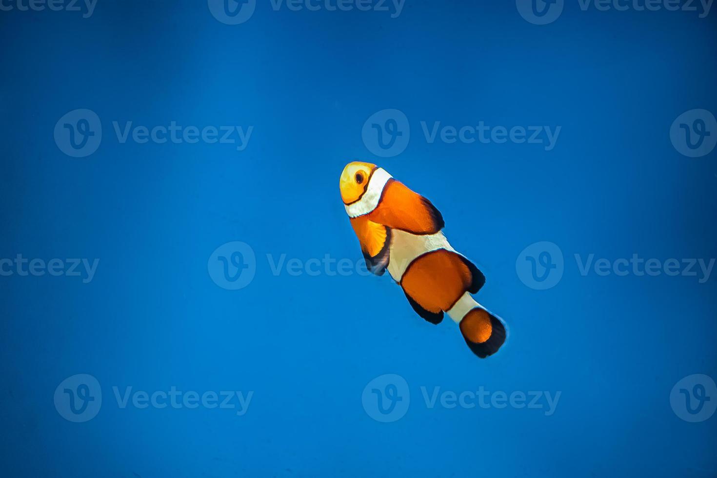 Orange clown fish swims in the blue water photo