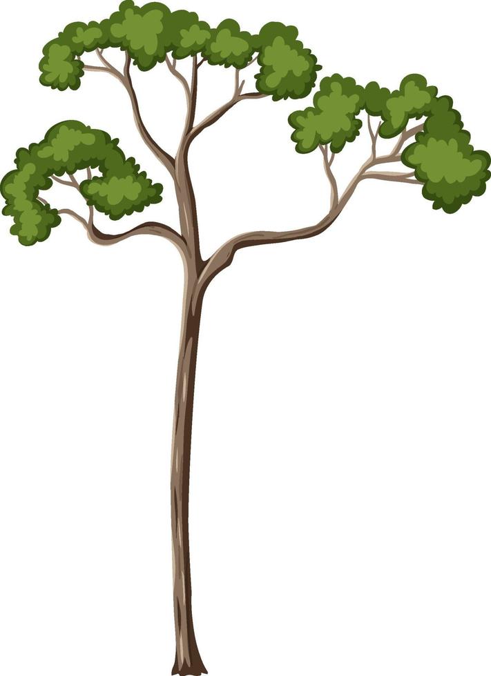 único árbol de la selva tropical aislado sobre fondo blanco. vector