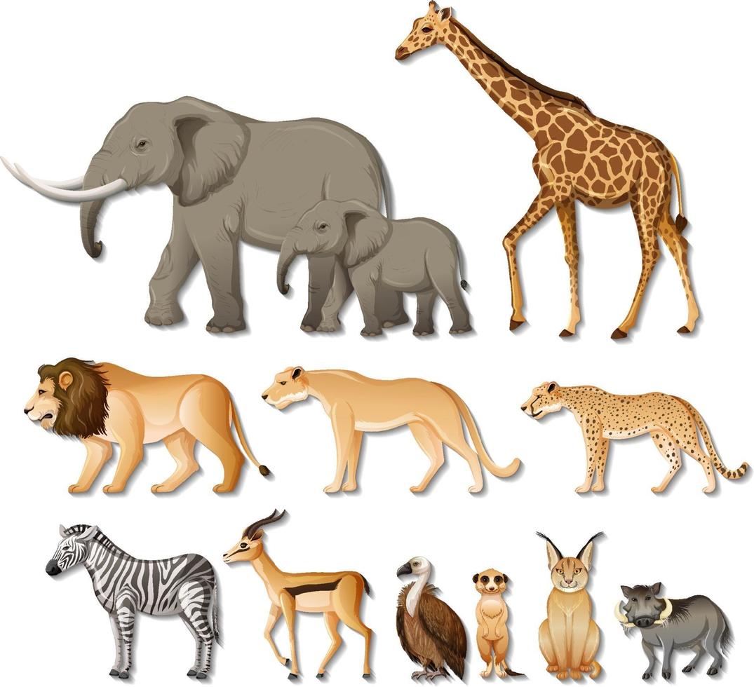 Conjunto de animales africanos salvajes aislados sobre fondo blanco. vector