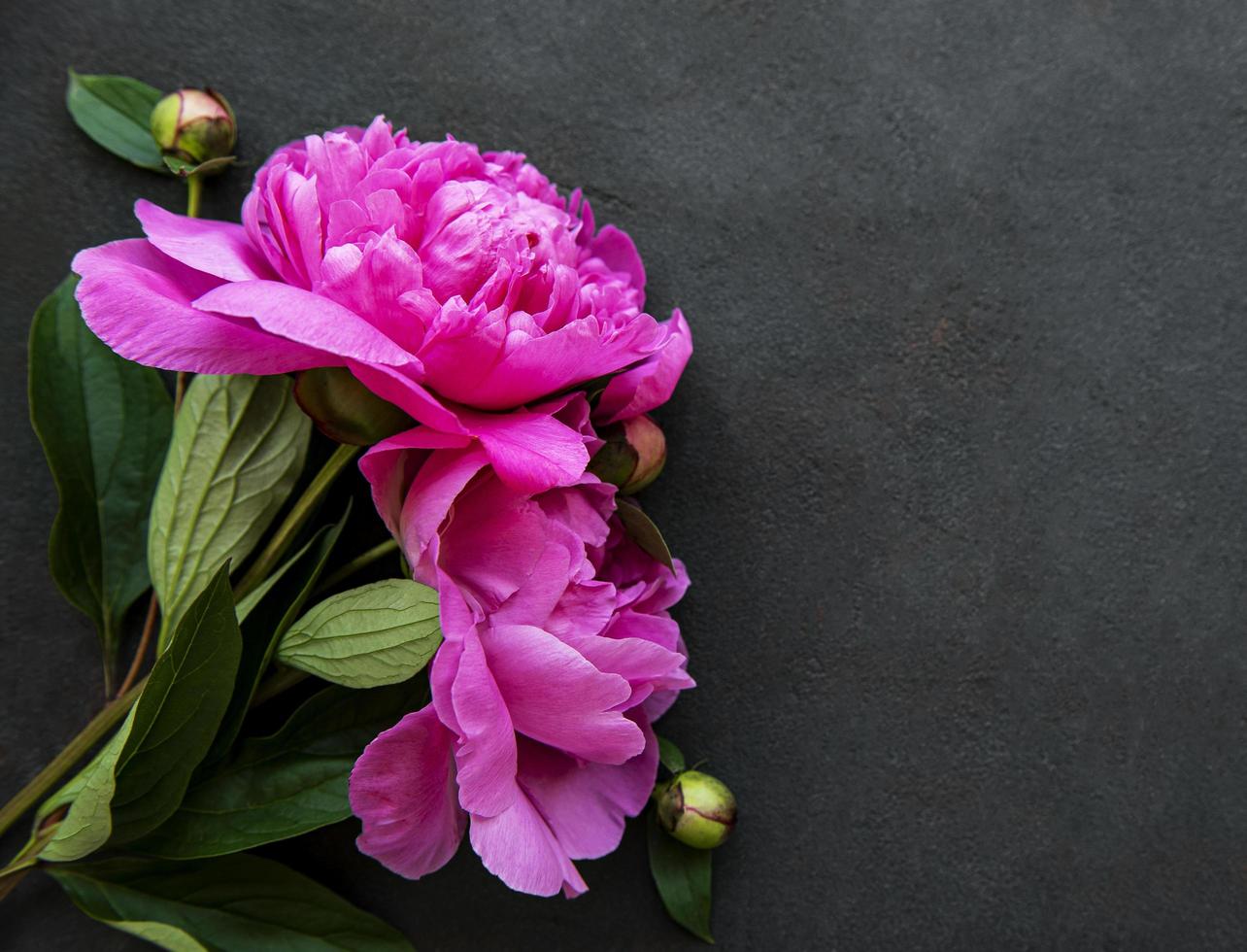 Flores de peonía sobre un fondo de hormigón negro foto