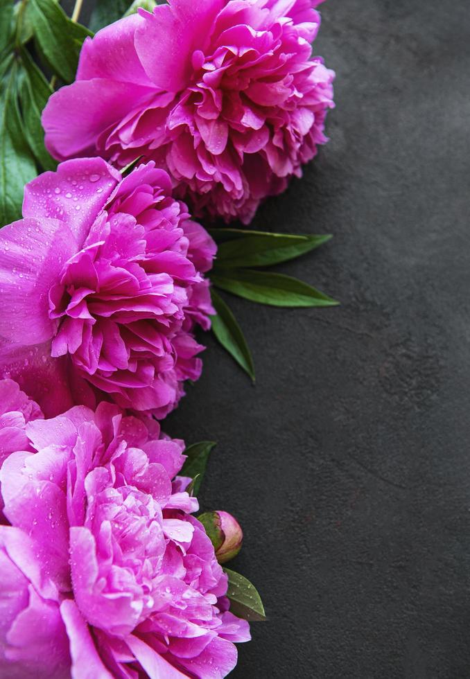 Flores de peonía sobre un fondo de hormigón negro foto