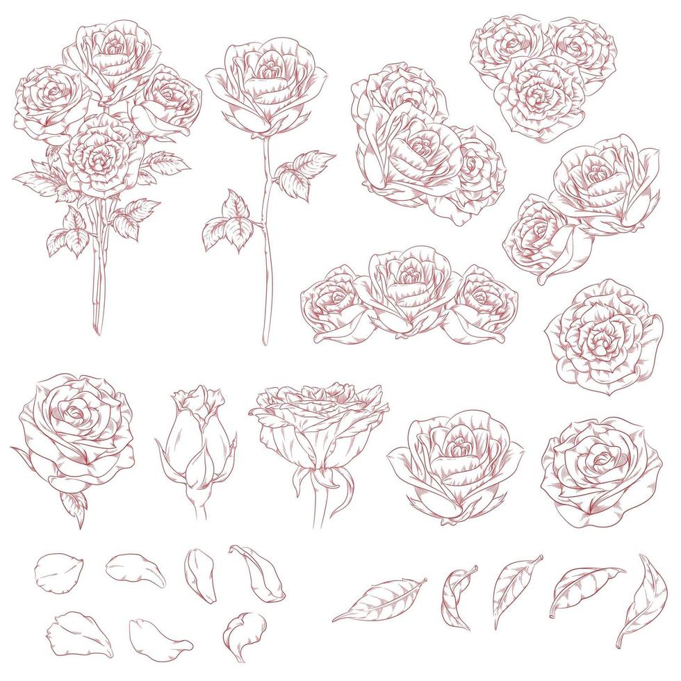 Boceto de flores rosas dibujadas a mano, contorno doodle dibujo vectorial aislado vector