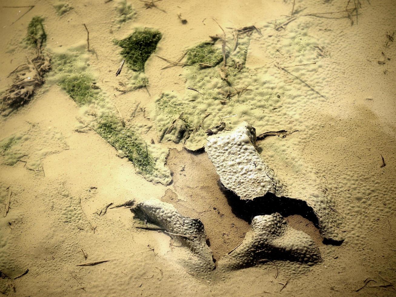 Moss, sticks, and grasses natural patterns in the sand photo