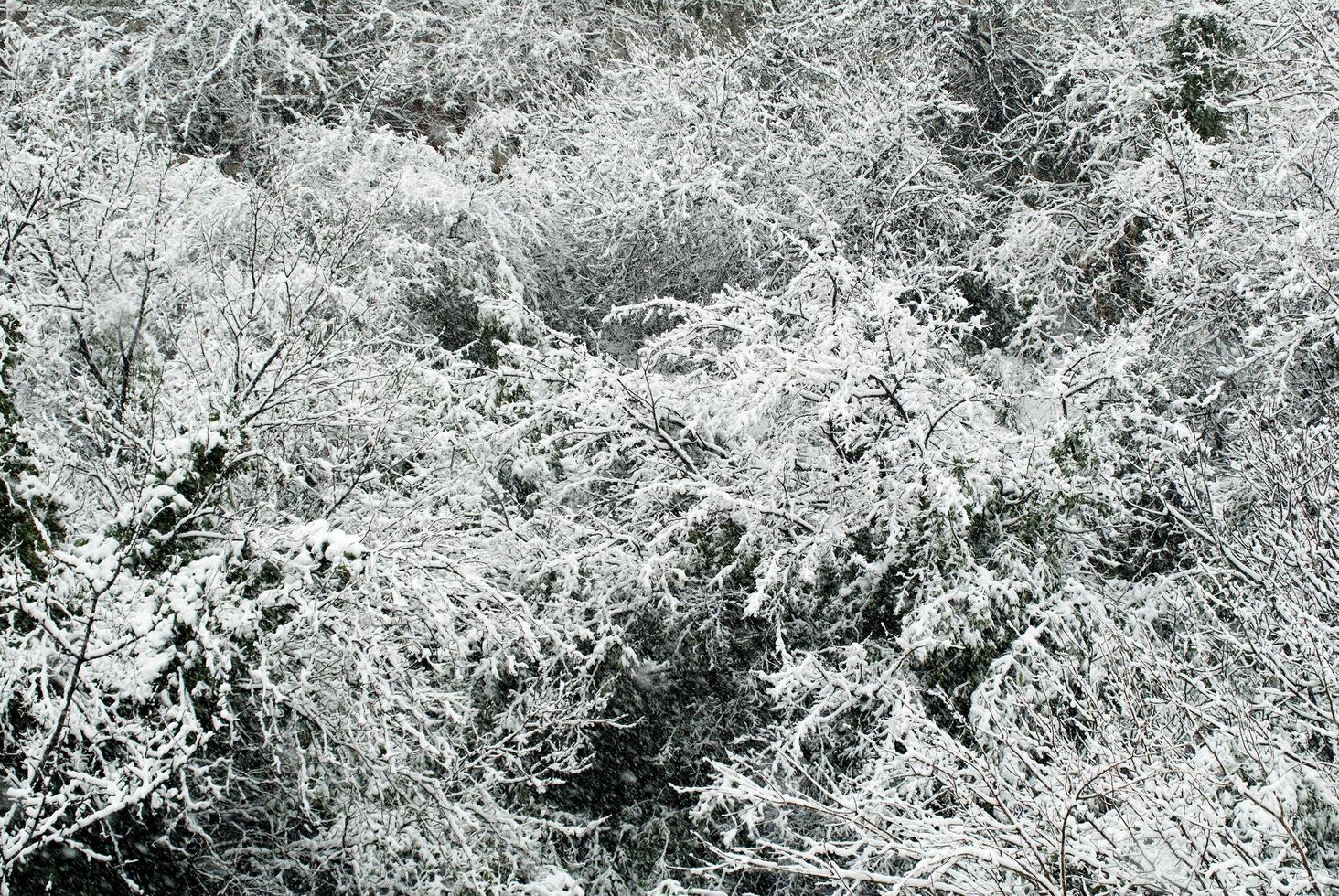 árboles cubiertos de nieve foto