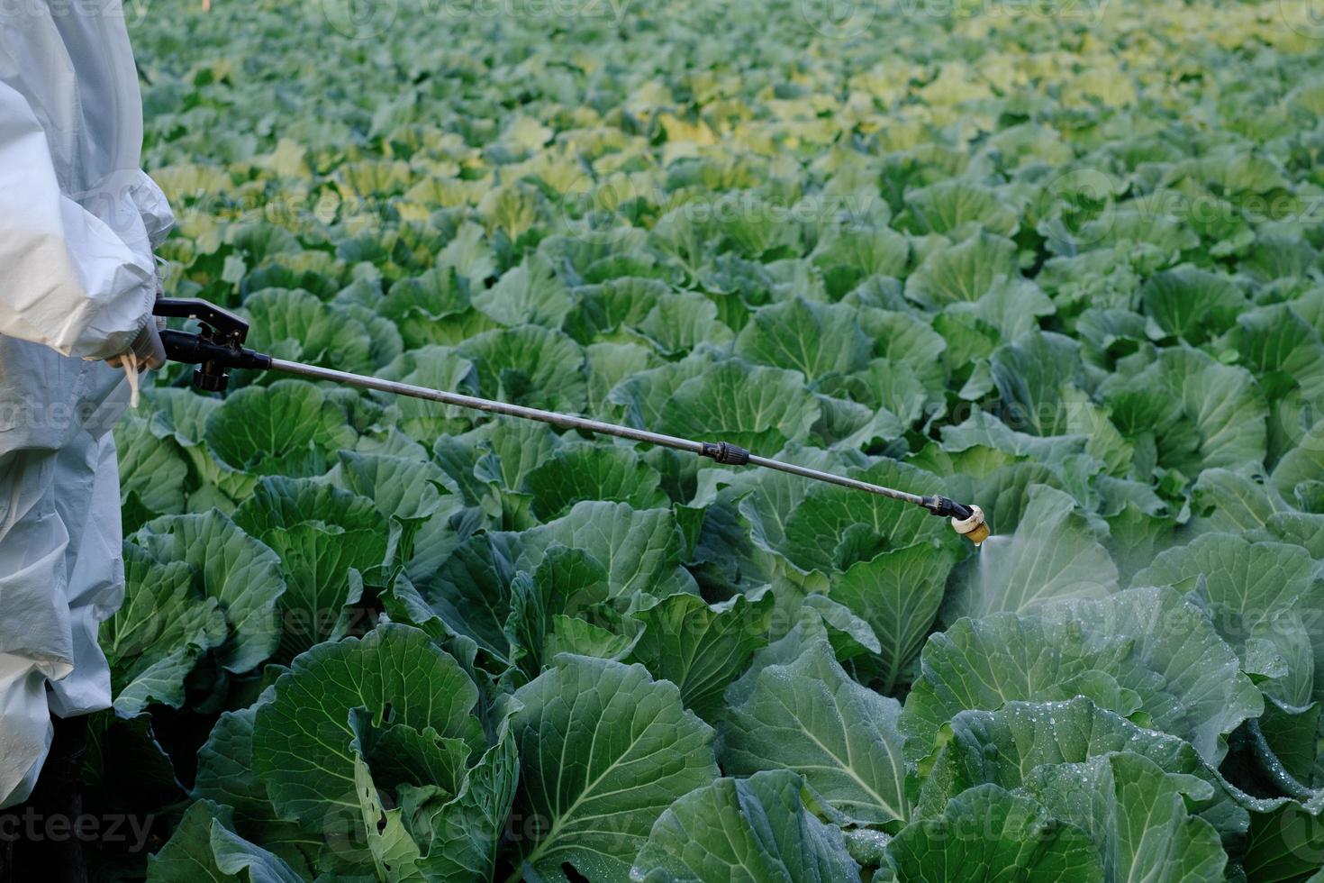 Jardinero en un traje de protección rociando insecticidas y productos químicos en la planta vegetal de repollo foto