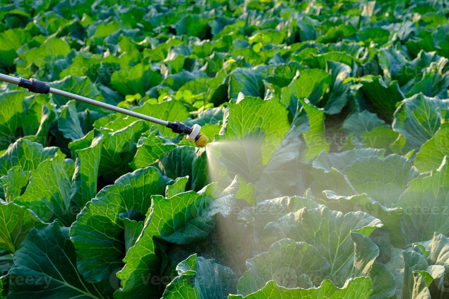 Jardinero con traje protector y mascarilla rociando plantas foto