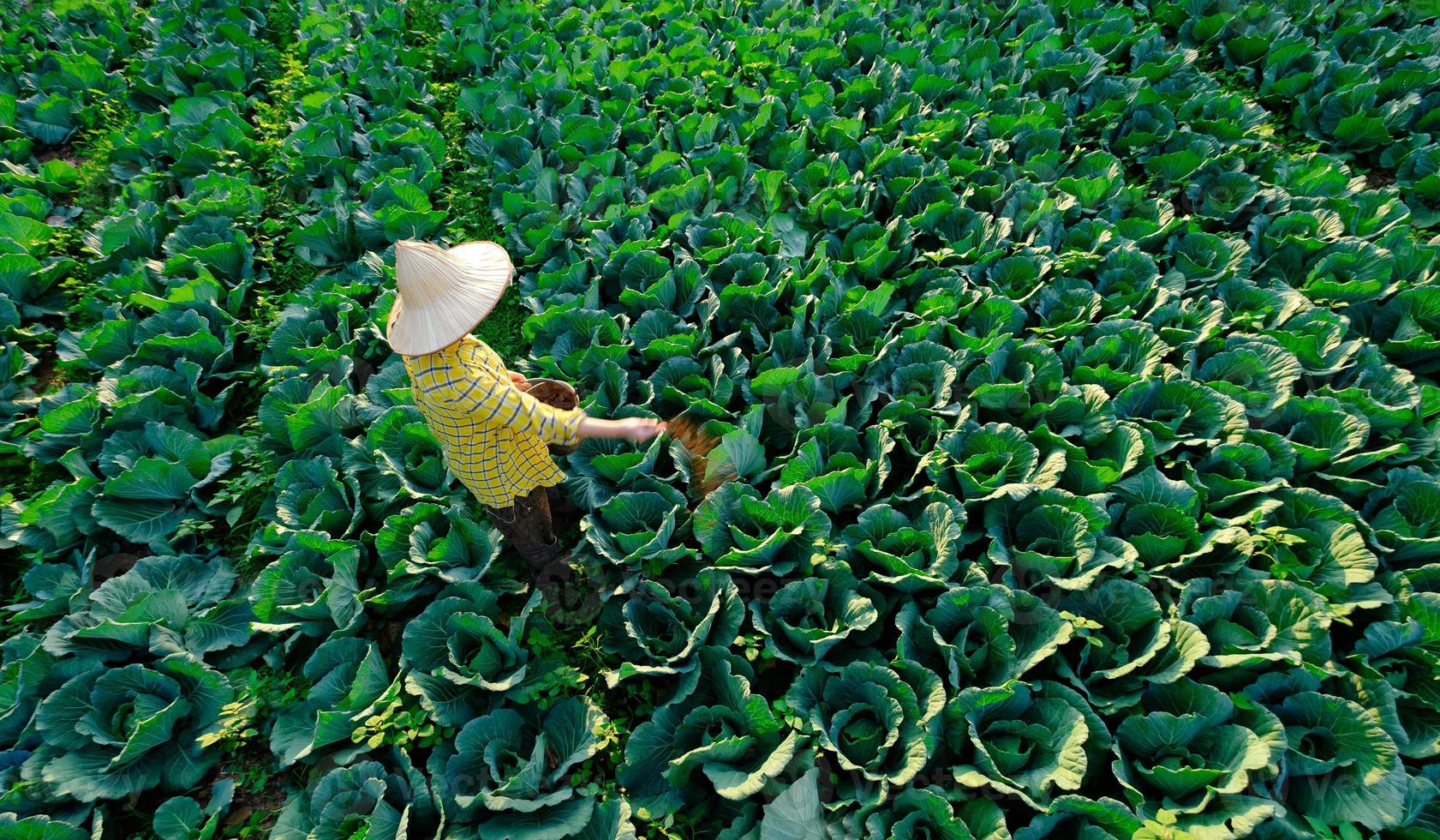 Jardinero femenino dando fertilizante a las verduras de col foto