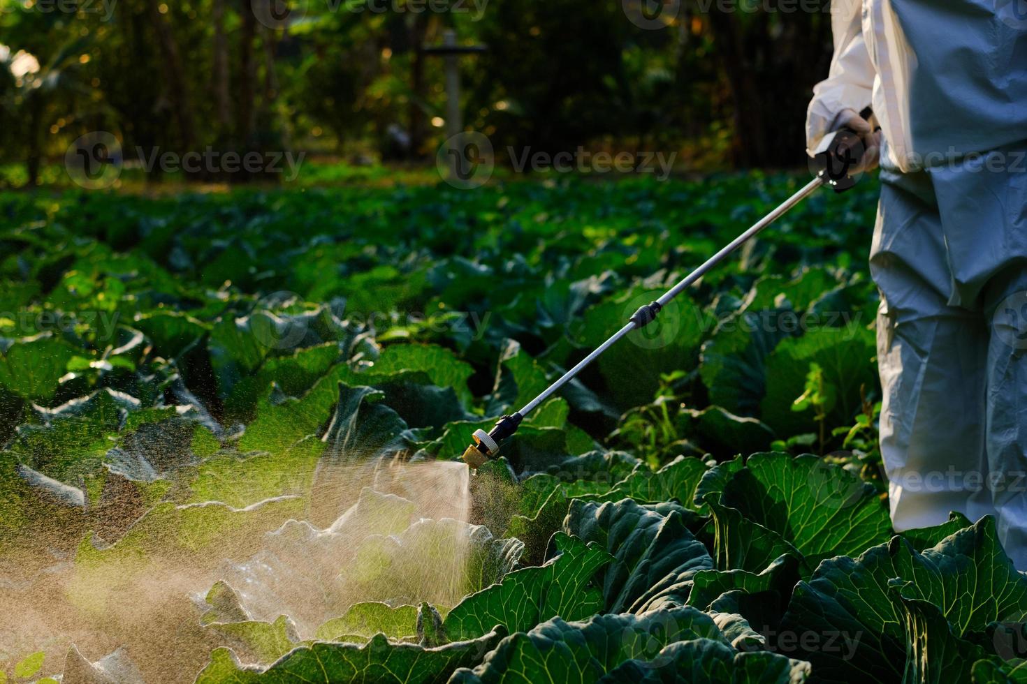 Jardinero femenino en un traje de protección y plantas de pulverización de máscara foto