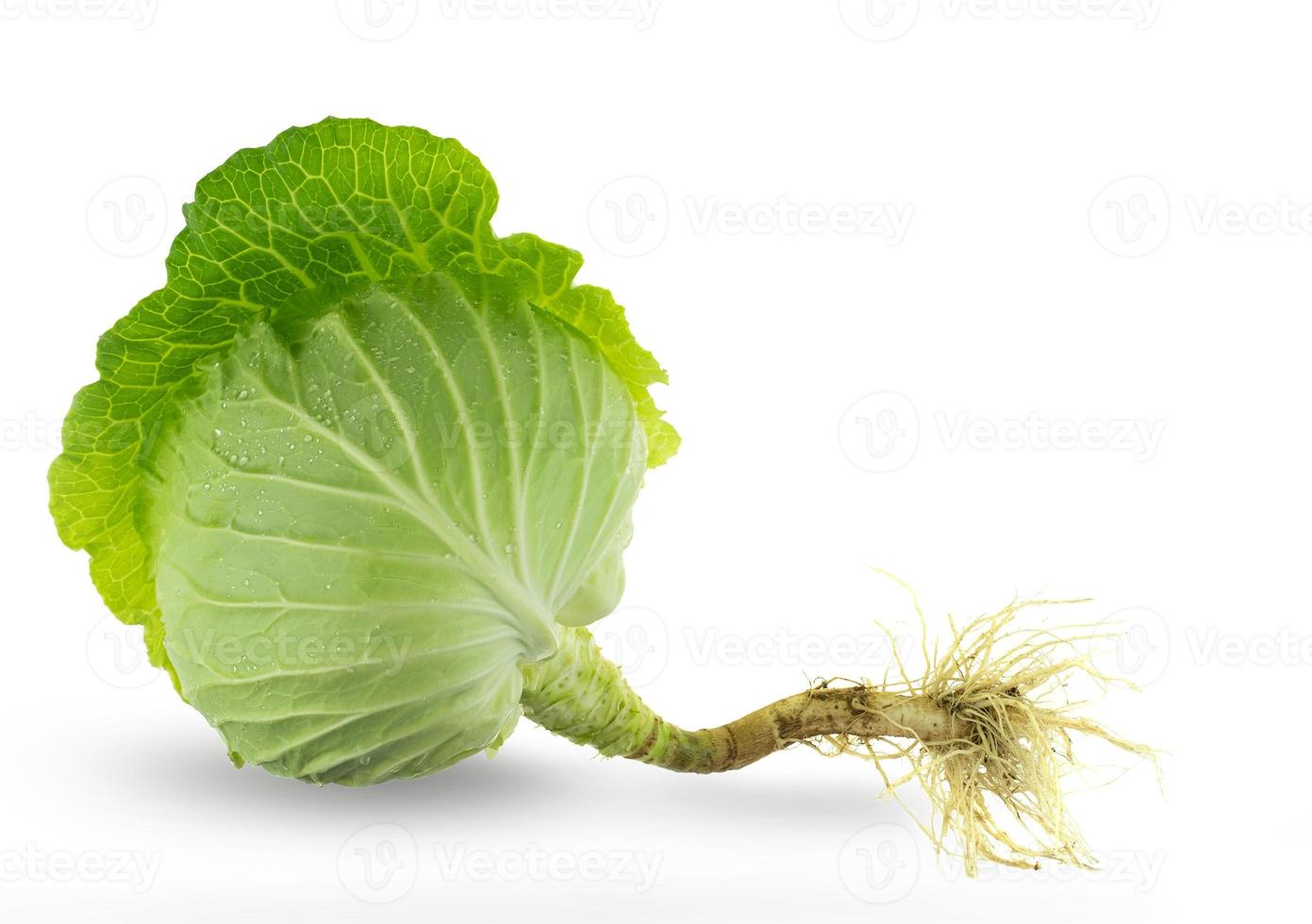 Green fresh cabbage with root isolated on white background photo