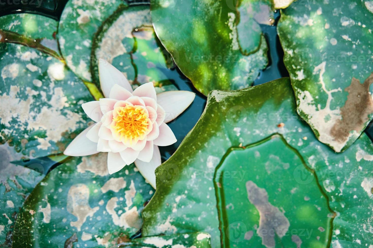 lirio de agua entre el follaje verde foto