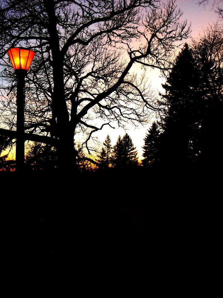 silueta de árboles y una linterna brillante foto