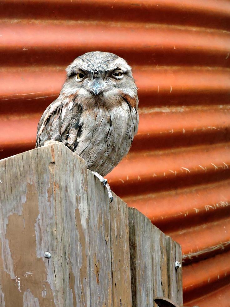 Australian native bird Tawny Frogmouth photo