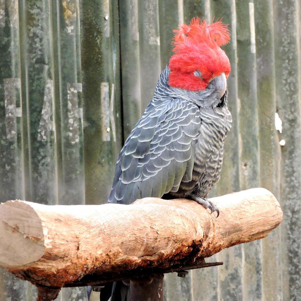 Australian native bird gang-gang cockatoo photo