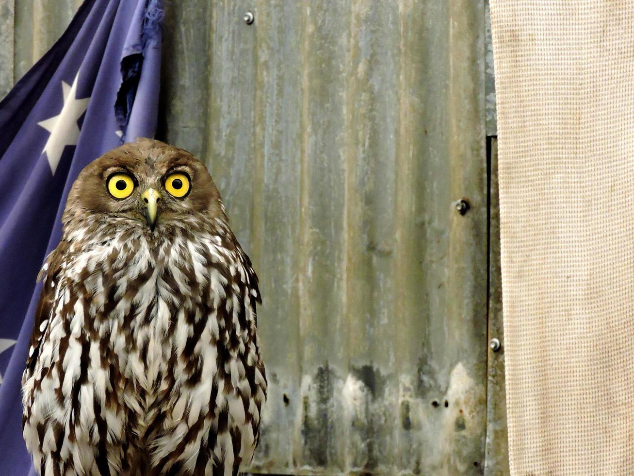 búho ladrador de pájaro nativo australiano foto