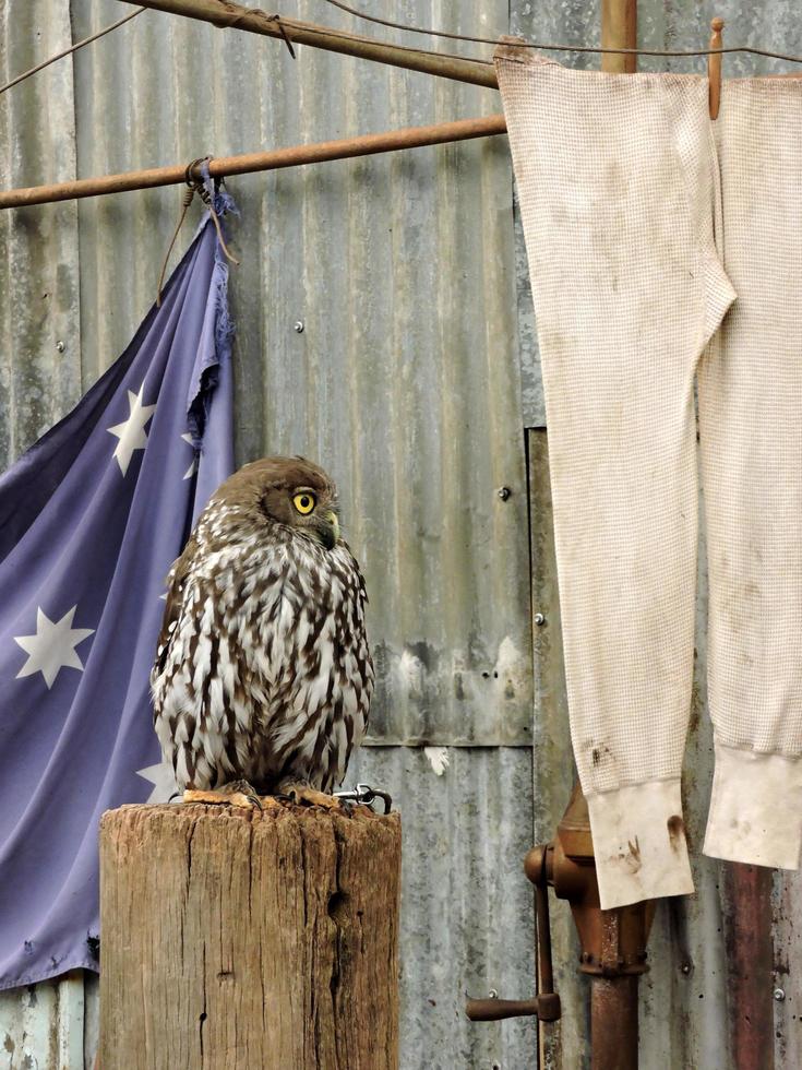 Australian native bird barking owl photo