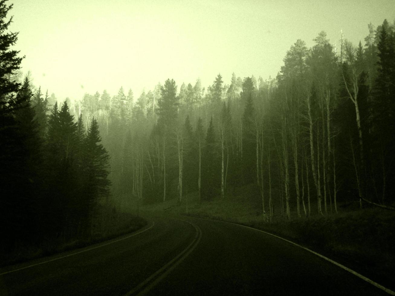 en el camino a través de un bosque neblinoso foto