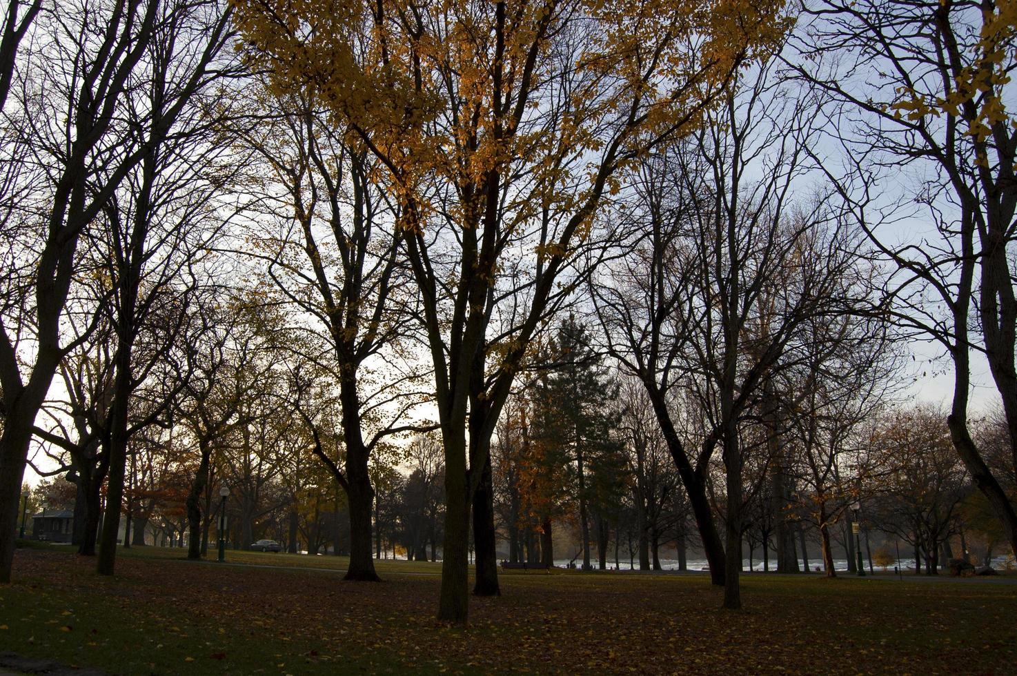 colores de otoño en un parque foto