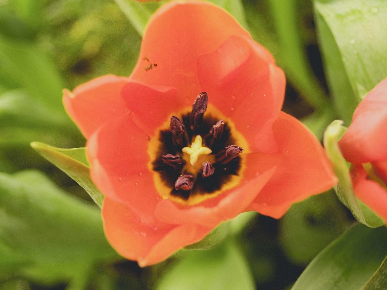 flor de tulipán en el jardín foto