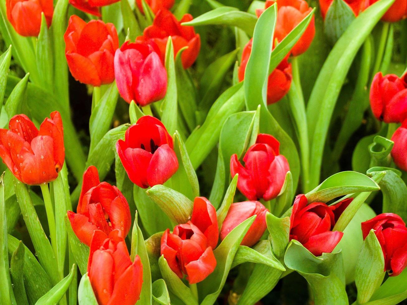 flor de tulipán en el jardín foto