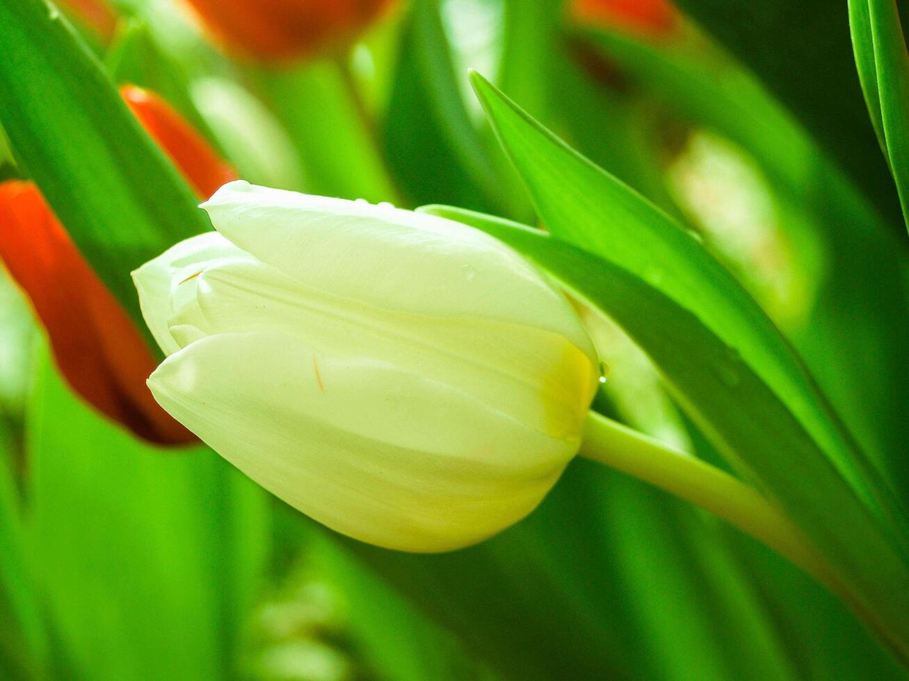 flor de tulipán en el jardín foto