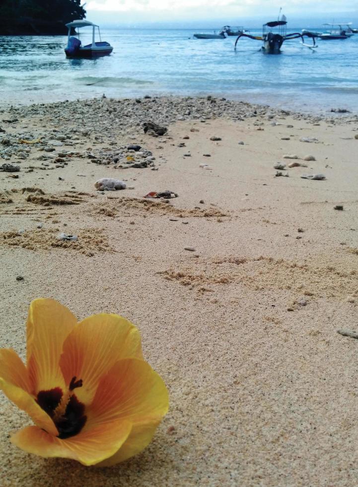 Close up of a yellow flower on the beach photo