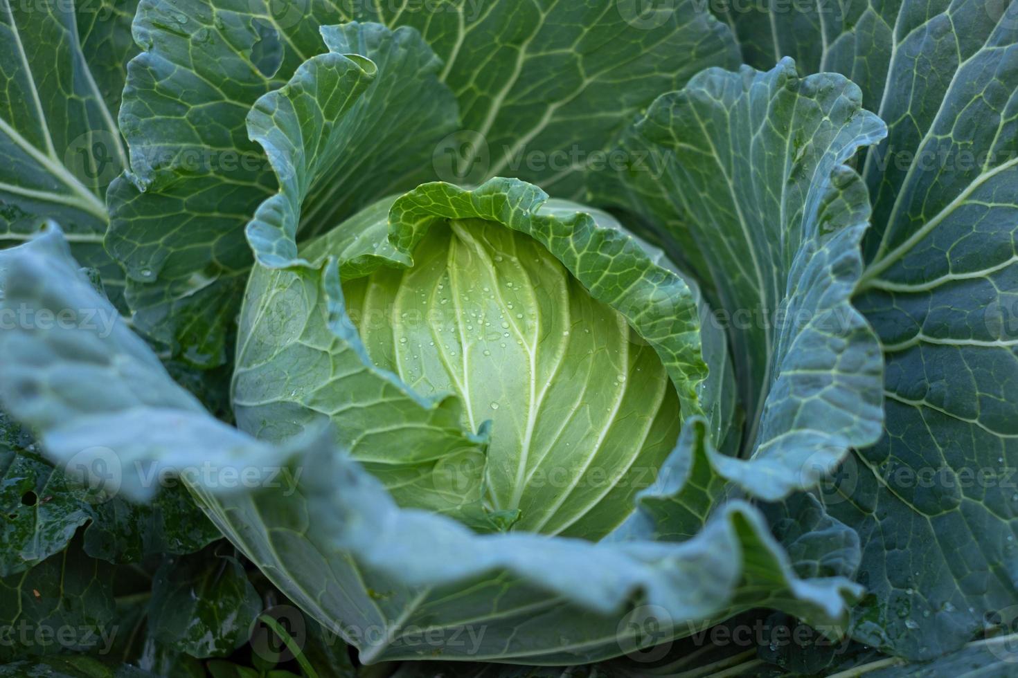 Close up green fresh cabbage head photo