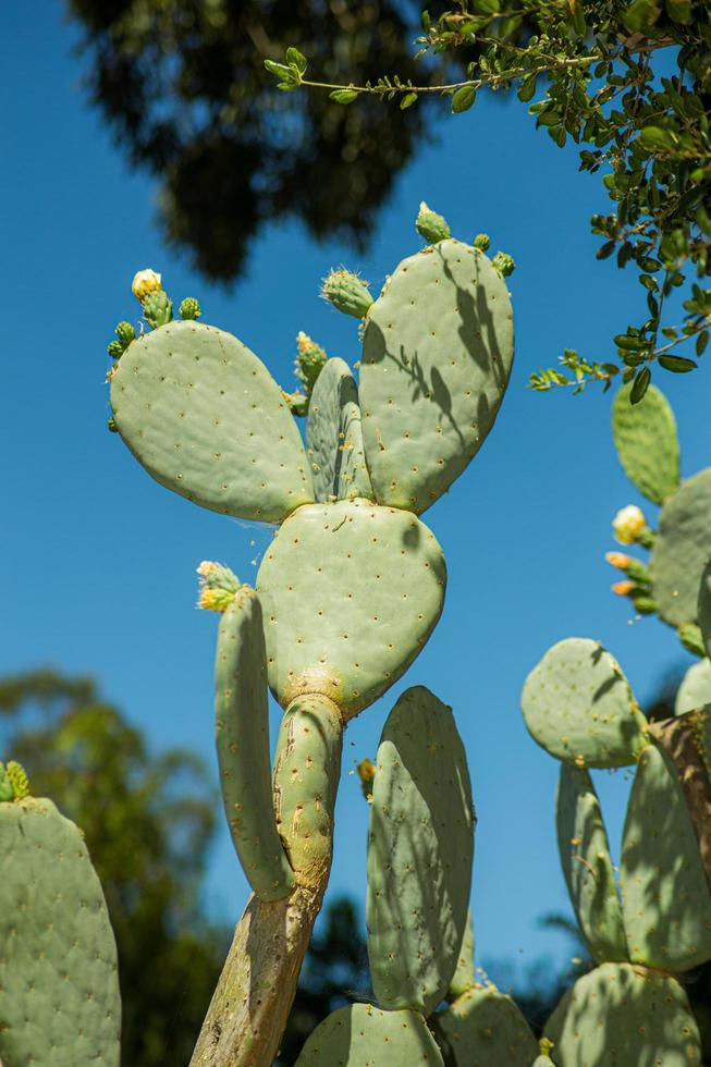 California cactus in the summer photo