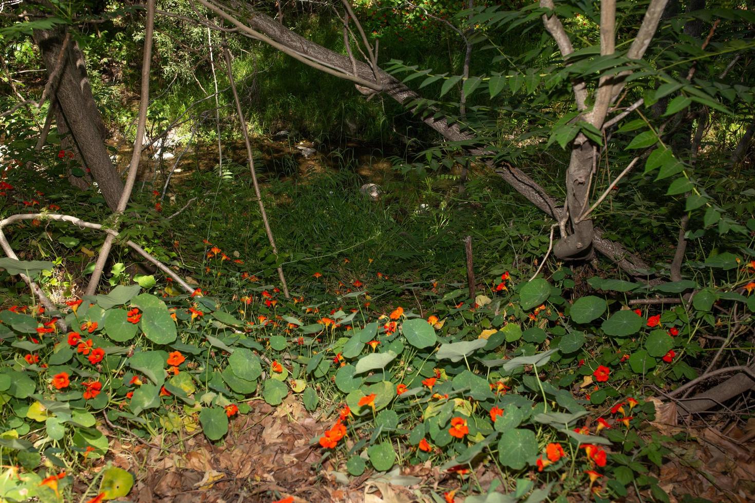 helechos y plantas cerca de un arroyo. foto