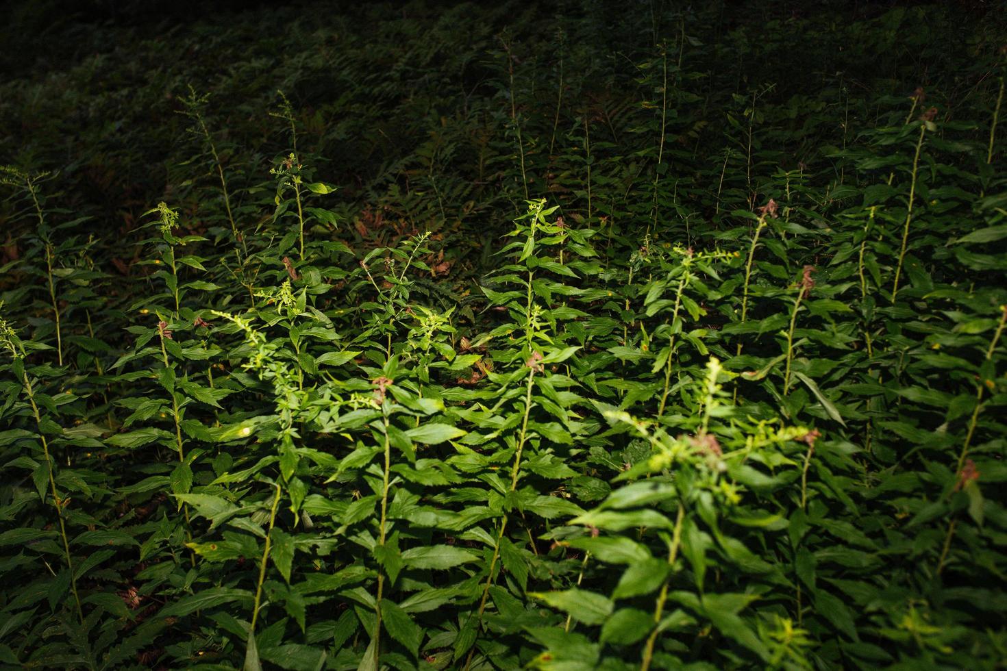 Tall green plants at night photo