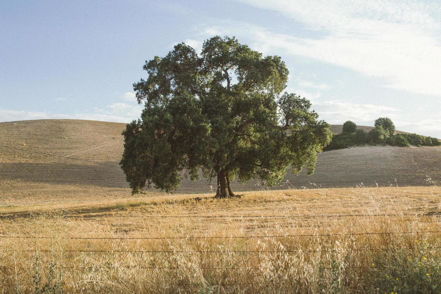 Árbol verde solitario en un campo de hierba seca en las colinas de California foto