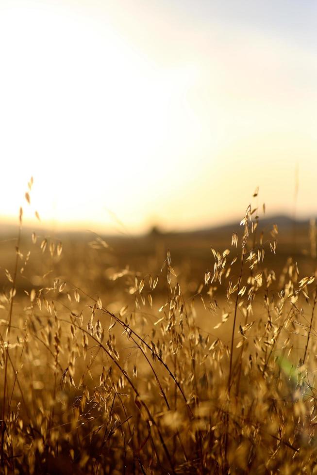 Light coming through dry grass plants photo