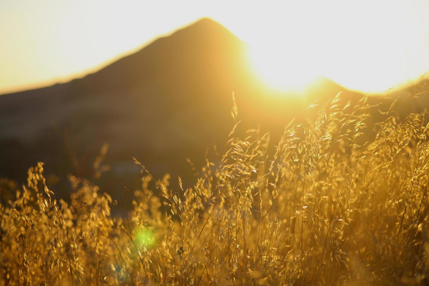 Dry grasses in the hills of California during golden hour photo