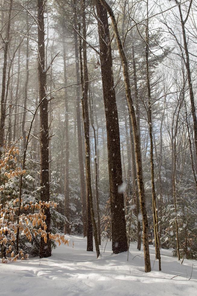 Snow storm in a forest photo